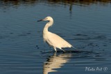 Reddish Egret (White Form)