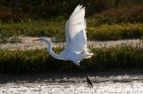 IMG_5079.JPG