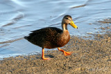 Mottled Duck
