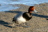 Redhead Duck