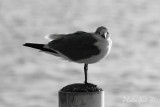 IMG_7829.JPG