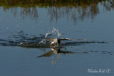 IMG_9281.JPG