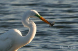 IMG_9567.JPG