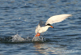 IMG_9664.JPG