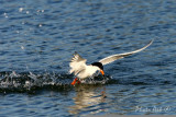 IMG_9677.JPG
