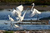 IMG_0352-1.JPG