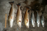 DSC01975.JPG
