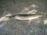 DSCF0145.JPG