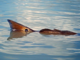 DSCF0495.JPG