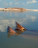 DSCF0502.JPG