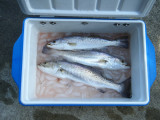 DSCF0533.JPG