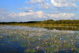 Water Lilies