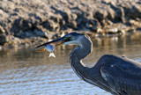 IMG_0693