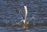 IMG_0955