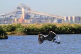 IMG_1071