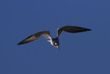 Forsters Tern (Nonbreeding)