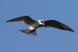 IMG_1494
