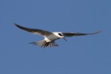 IMG_1507