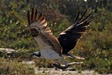 Osprey