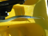 DSCF0555.JPG