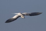 IMG_2477