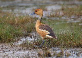 fulvous whistling duck 3303w - s.jpg