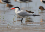 caspian tern 3677w - s.jpg