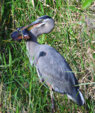 great blue heron w6287.jpg