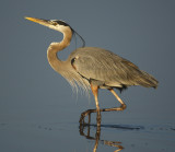 great blue heron w0881.jpg