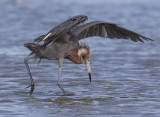 reddish egret w1590.jpg