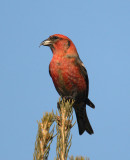 white-winged crossbill w6855.jpg