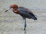 reddish egret w4732.jpg