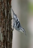 black and white warbler w8177.jpg