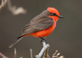 vermilion flycatcher w7489.jpg