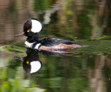 hooded merganser w0167.jpg