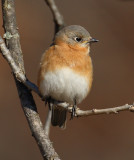 eastern bluebird w8376.jpg