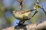 ruby-crowned kinglet w9605.jpg