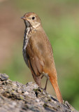 hermit thrush w9660.jpg