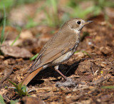 hermit thrush w9754.jpg