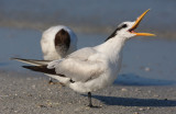 royal tern w0328.jpg