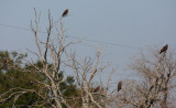 6 snail kites in one tree 8208s.jpg