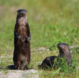 river otters 8050s.jpg
