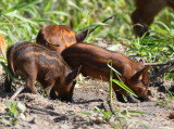wild pigs 8369s.jpg