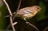 Female - Non-breeding (Myrtle)