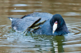 Note the feet that are large and not webbed like a duck.