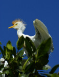 la Mangrove