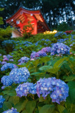 Mimuroto-ji Temple