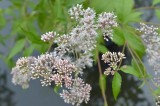 Eupatorium Japonicum