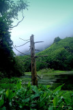 Poo da Alagoinha-Ilha das Flores1.jpg