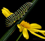 Larva - Papilio polyxenes